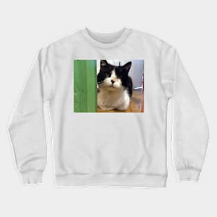 Tomcat Teddi Crewneck Sweatshirt